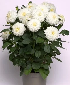 Roots Plants 12 Long Flowering Annuals For Pots | The Endless Summer Collection | Argyranthemum, Calibrachoa & Petunias All Annual Bedding