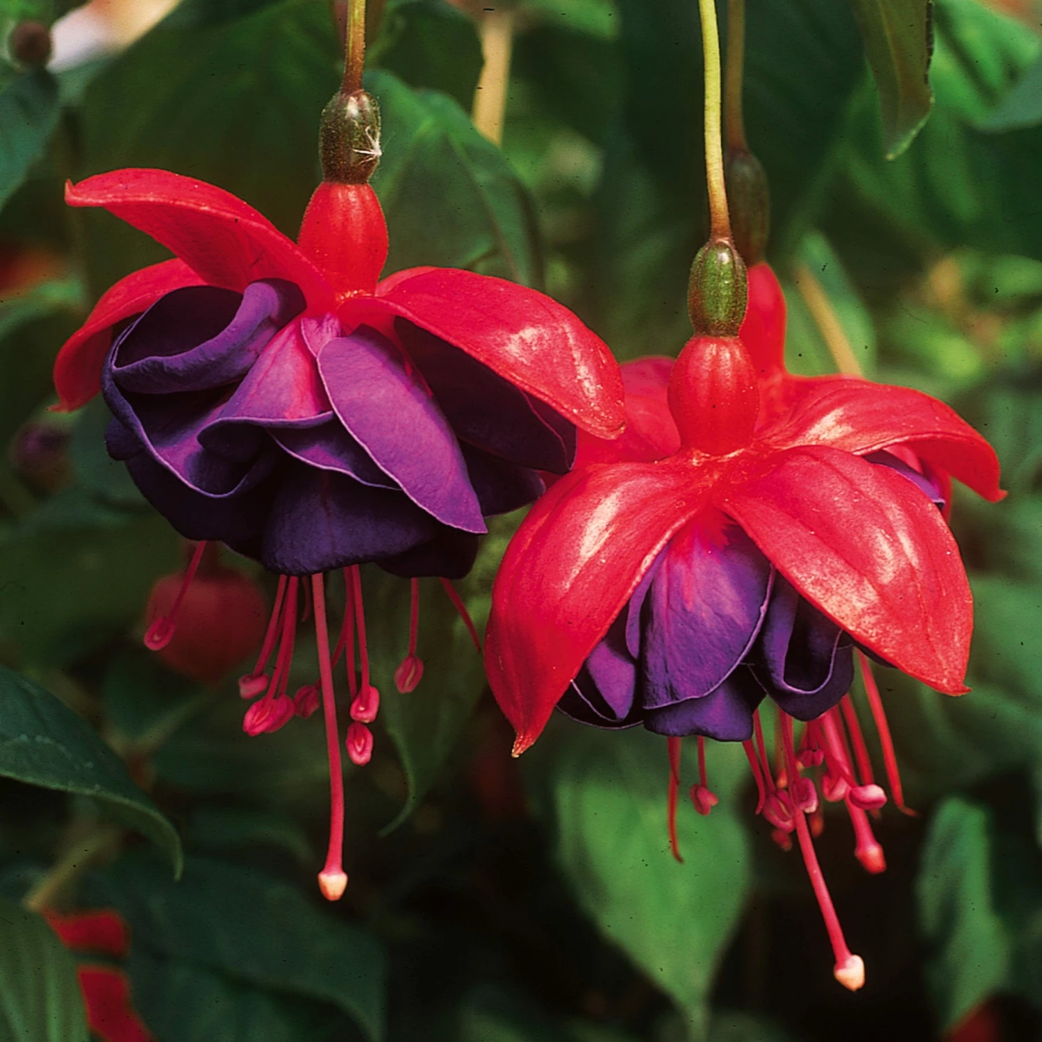 Roots Plants Fuchsias Trailing Fuchsia 'Dark Eyes' Jumbo Plug Plants Roots Plants Fuchsias Trailing Fuchsia 'Dark Eyes' Jumbo Plug Plants