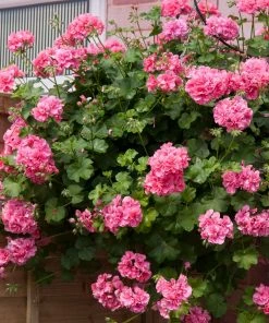 Roots Plants Geraniums & Pelargoniums Geranium Sunflair 'Linda Pink' Jumbo Plug Plants