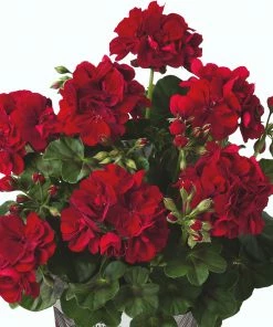 Roots Plants Geranium Sunflair Ruben 'Dark Red' Jumbo Plug Plants
