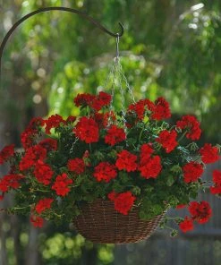 Roots Plants Geranium Sunflair Ruben 'Dark Red' Jumbo Plug Plants