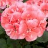Roots Plants Geraniums & Pelargoniums Geranium Zonal Dolce Vita 'Hot Coral' Jumbo Plug Plants