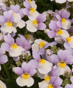 Roots Plants Nemesia 'Easter Bonnet' Jumbo Plug Plants 4 Roots Plants Nemesia 'Easter Bonnet' Jumbo Plug Plants