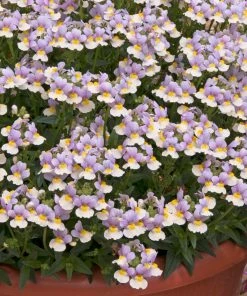 Roots Plants Nemesia 'Easter Bonnet' Jumbo Plug Plants