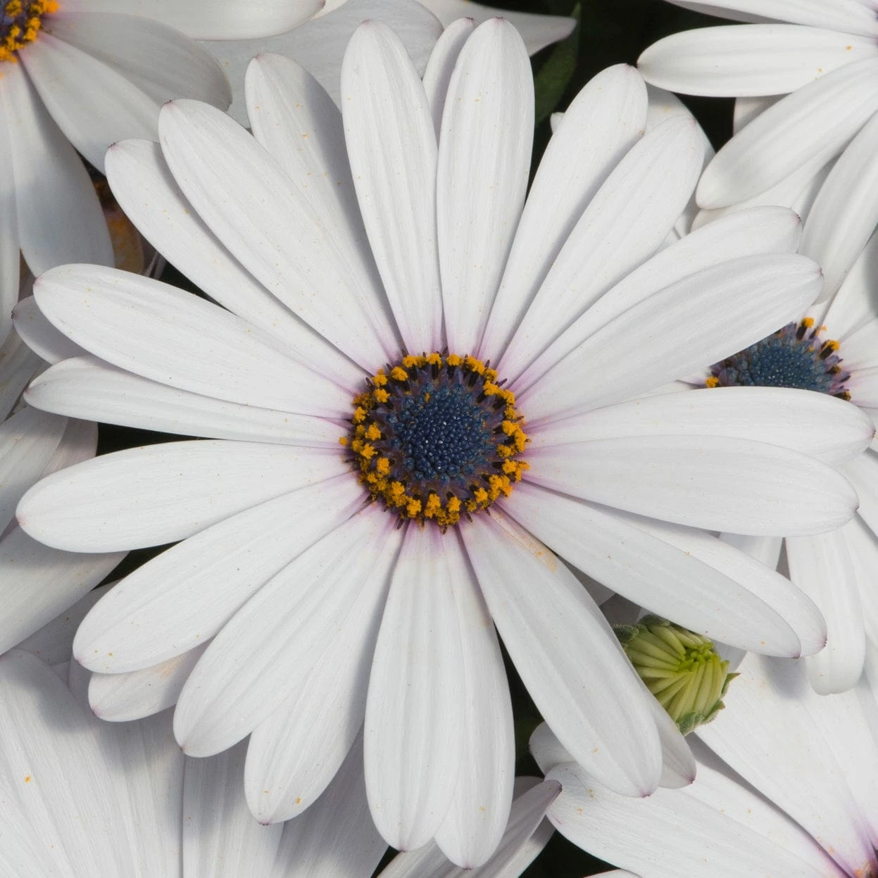 Roots Plants Osteospermum FlowerPower 'White' Jumbo Plug Plants Roots Plants Osteospermum FlowerPower 'White' Jumbo Plug Plants