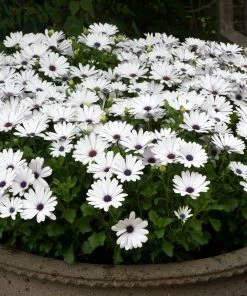 Roots Plants Osteospermum FlowerPower 'White' Jumbo Plug Plants 4 Roots Plants Osteospermum FlowerPower 'White' Jumbo Plug Plants