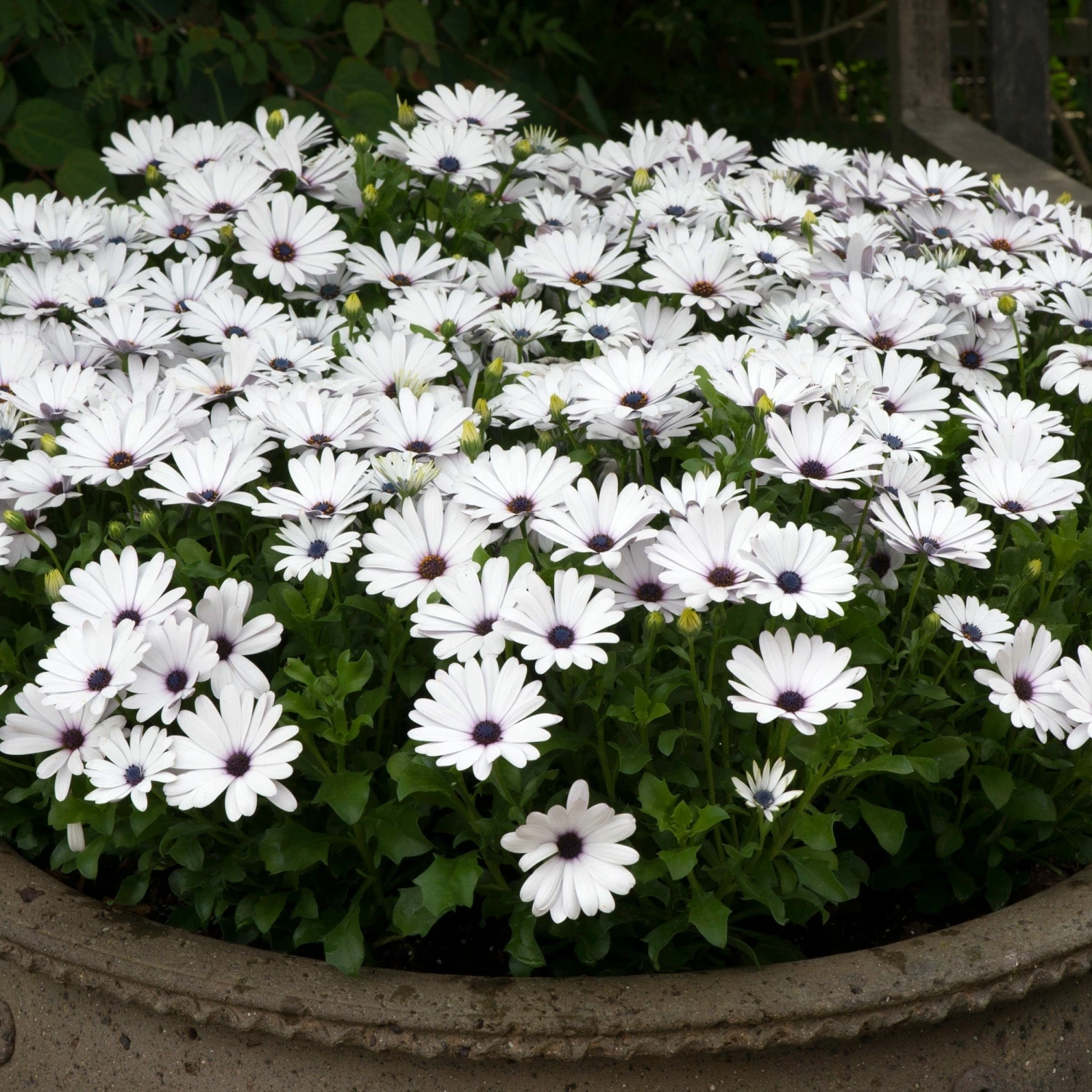 Roots Plants Osteospermum FlowerPower 'White' Jumbo Plug Plants Roots Plants Osteospermum FlowerPower 'White' Jumbo Plug Plants