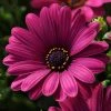 Roots Plants Osteospermum Serenity 'Dark Purple' Jumbo Plug Plants 2 Roots Plants Osteospermum Serenity 'Dark Purple' Jumbo Plug Plants