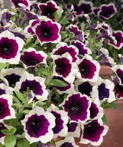 Roots Plants Petunias Petunia Cascadia 'Rim Magenta' Jumbo Plug Plants