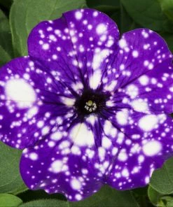 Roots Plants 12 Annuals For Pots | The Mr Blue Sky Collection | Petunia, Osteospermum & Lobelia