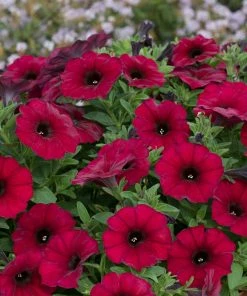 Roots Plants Petunias Petunia Petchoa 'Bordeaux' Jumbo Plug Plants