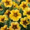 Roots Plants Petunias Petunia Petchoa 'Caramel Yellow' Jumbo Plug Plants 1 Roots Plants Petunias Petunia Petchoa 'Caramel Yellow' Jumbo Plug Plants