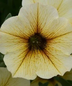Roots Plants Petunia Petchoa 'French Vanilla' Jumbo Plug Plants Petunias