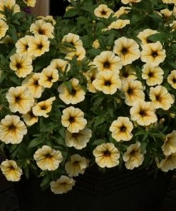 Roots Plants Petunia Petchoa 'French Vanilla' Jumbo Plug Plants Petunias