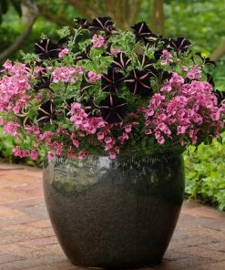 Roots Plants Petunias Petunia 'Pinstripe' Jumbo Plug Plants