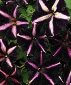 Roots Plants Petunias Petunia 'Pinstripe' Jumbo Plug Plants