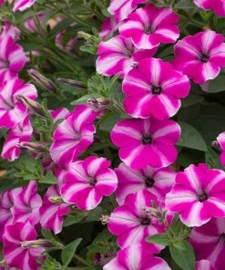 Roots Plants Petunia 'Raspberry Star' Jumbo Plug Plants