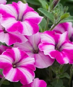 Roots Plants Busy Lizzies 12 Best Annuals For Hanging Baskets | Pink & Purple Shades | Jumbo Plug Plants