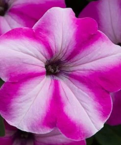 Roots Plants Petunia 'Raspberry Star' Jumbo Plug Plants