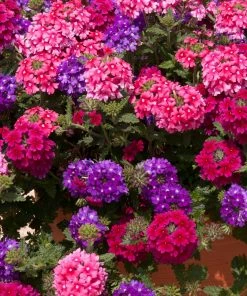 Roots Plants Wild Berries' Jumbo Trixi Plug Plants Petunias 4 Roots Plants Wild Berries' Jumbo Trixi Plug Plants Petunias