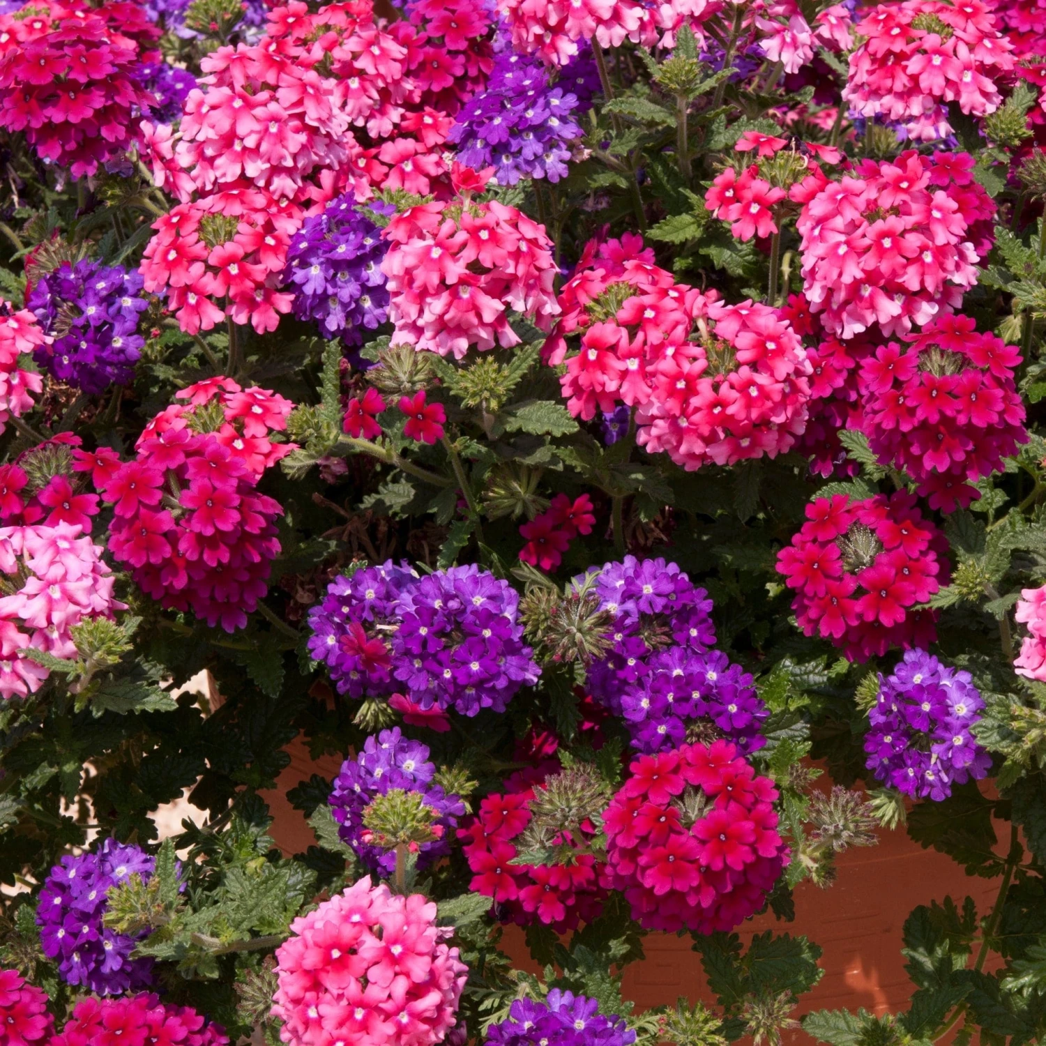 Roots Plants Wild Berries' Jumbo Trixi Plug Plants Petunias Roots Plants Wild Berries' Jumbo Trixi Plug Plants Petunias