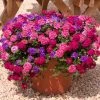 Roots Plants Wild Berries' Jumbo Trixi Plug Plants Petunias