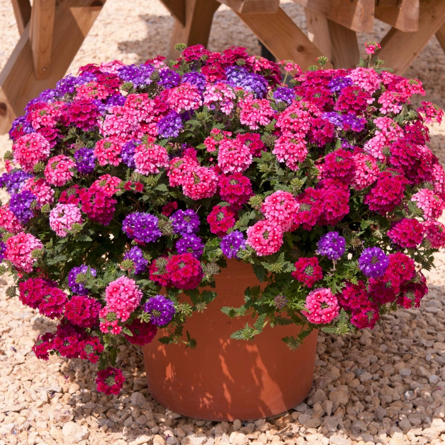 Roots Plants Wild Berries' Jumbo Trixi Plug Plants Petunias Roots Plants Wild Berries' Jumbo Trixi Plug Plants Petunias