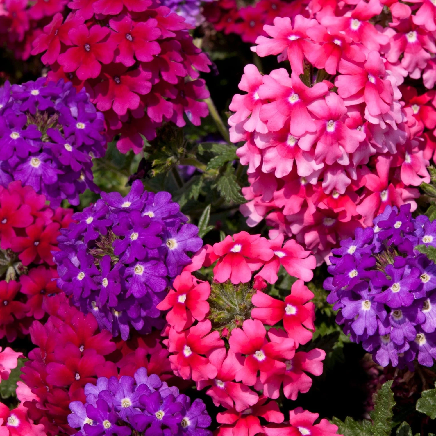 Roots Plants Wild Berries' Jumbo Trixi Plug Plants Petunias Roots Plants Wild Berries' Jumbo Trixi Plug Plants Petunias