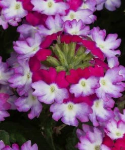 Roots Plants Verbena 'Sparkle Purple Blues' Jumbo Plug Plants 4 Roots Plants Verbena 'Sparkle Purple Blues' Jumbo Plug Plants