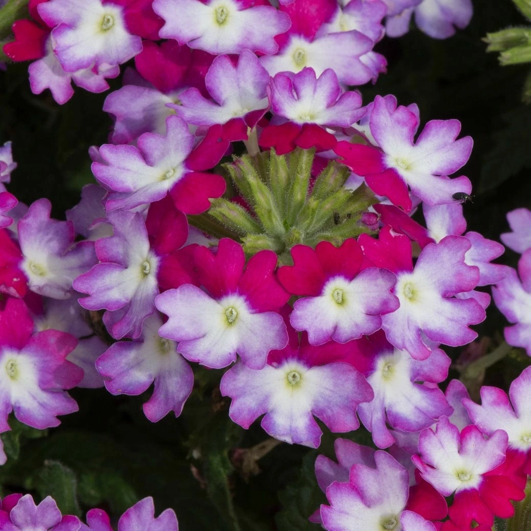 Roots Plants Verbena 'Sparkle Purple Blues' Jumbo Plug Plants Roots Plants Verbena 'Sparkle Purple Blues' Jumbo Plug Plants