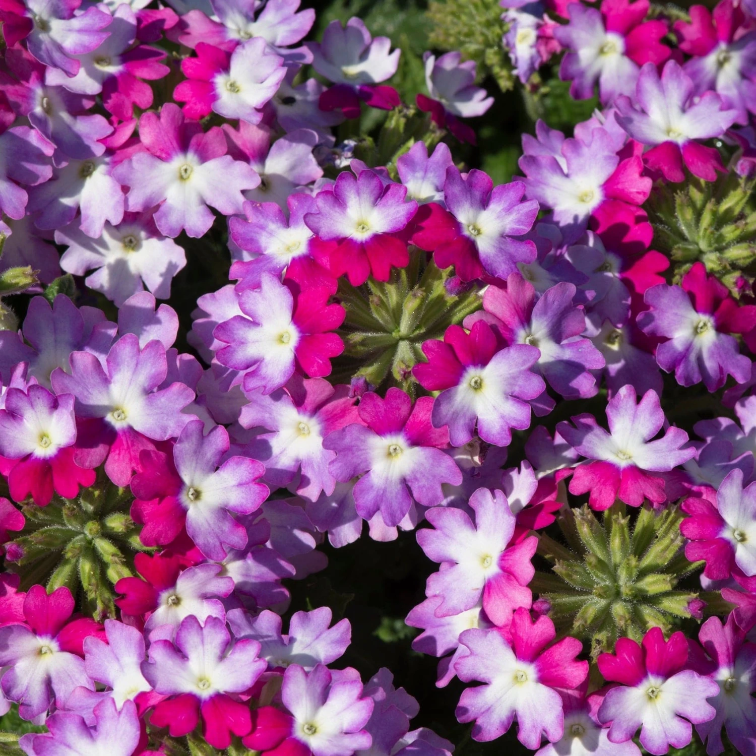 Roots Plants Verbena 'Sparkle Purple Blues' Jumbo Plug Plants Roots Plants Verbena 'Sparkle Purple Blues' Jumbo Plug Plants