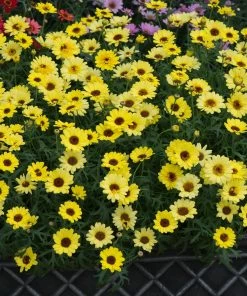 Roots Plants All Annual Bedding Argyranthemum Grandaisy Bright Yellow