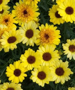 Roots Plants All Annual Bedding Argyranthemum Grandaisy Bright Yellow