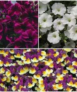 Roots Plants 12 Scented Annuals For Hanging Baskets | The Summer Breeze Collection | Nemesia & Petunias All Annual Bedding