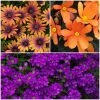 Roots Plants 12 Annuals For Pots | The Amethyst And Topaz Collection | Begonia, Osteospermum & Verbena