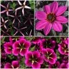 Roots Plants 12 Annuals For Hanging Baskets | The Dark Side Of The Moon Collection | Calibrachoa, Petunia & Dahlia Dahlias 1 Roots Plants 12 Annuals For Hanging Baskets | The Dark Side Of The Moon Collection | Calibrachoa, Petunia & Dahlia Dahlias