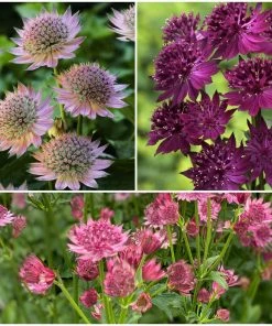 Roots Plants 6 Astrantia 'The Italian Collection' 1L Pot Perennials