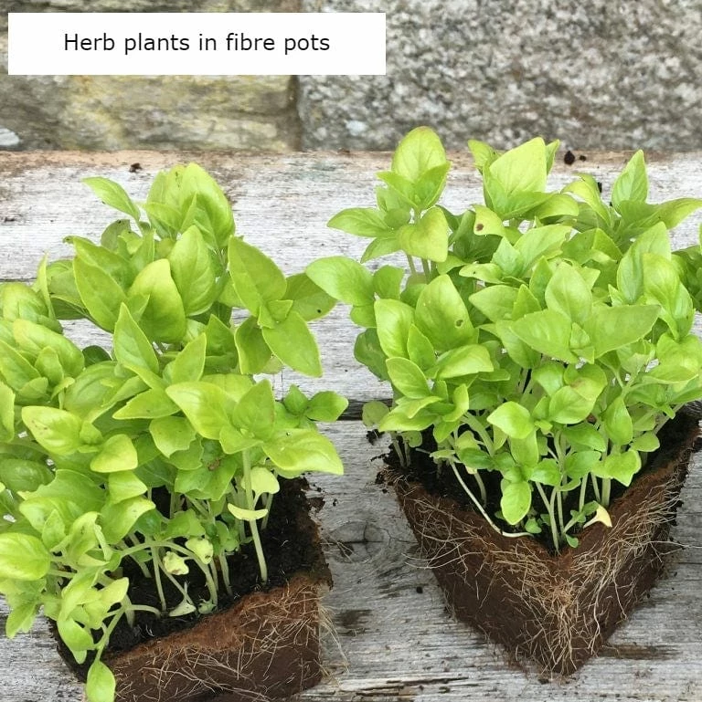 Roots Plants 3 Organic Bronze Fennel Plants Roots Plants 3 Organic Bronze Fennel Plants