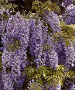 Roots Plants Wisteria Sinensis 'Prolific' | On A 90cm Cane In A 3L Pot