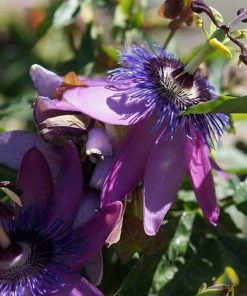 Roots Plants Passiflora 'Lavender Lady' | Passion Flower | On A 90cm Cane In A 3L Pot Other Climbing Plants