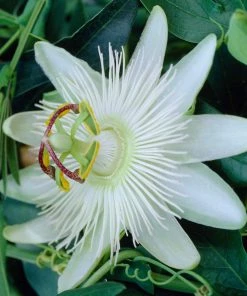 Roots Plants Passiflora 'Constance Elliott' | Passion Flower | On A 90cm Cane In A 3L Pot