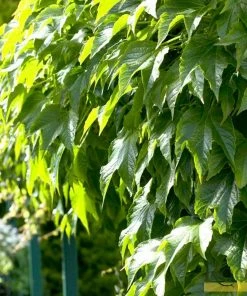 Roots Plants Boston Ivy | Parthenocissus 'Tricuspidata Veitchi' | On A 90cm Cane In A 3L Pot 4 Roots Plants Boston Ivy | Parthenocissus 'Tricuspidata Veitchi' | On A 90cm Cane In A 3L Pot