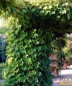 Roots Plants Boston Ivy | Parthenocissus 'Tricuspidata Veitchi' | On A 90cm Cane In A 3L Pot 5 Roots Plants Boston Ivy | Parthenocissus 'Tricuspidata Veitchi' | On A 90cm Cane In A 3L Pot
