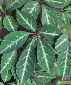 Roots Plants Parthenocissus 'Henryana' | Chinese Virginia Creeper | On A 90cm Cane In A 3L Pot Other Climbing Plants