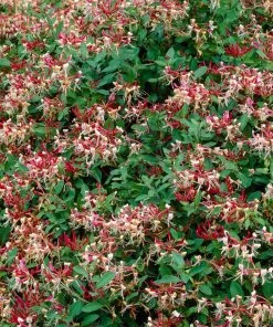 Roots Plants Honeysuckle 'Serotina' | Lonicera Periclymenum | On A 90cm Cane In A 3L Pot