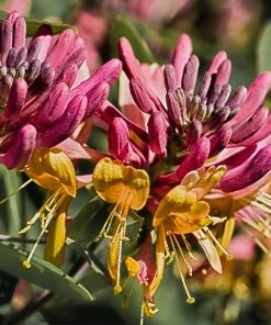 Roots Plants Honeysuckle 'Henryi' | Lonicera Japonica | On A 90cm Cane In A 3L Pot