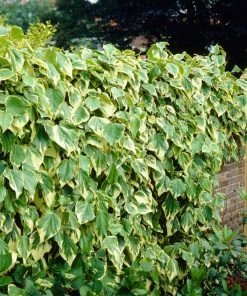 Roots Plants Hedera 'Colchica Dentata Variegata' | On A 90cm Cane In A 3L Pot