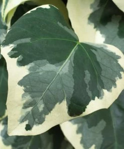 Roots Plants Hedera 'Colchica Dentata Variegata' | On A 90cm Cane In A 3L Pot