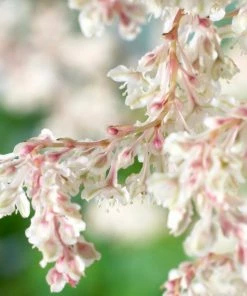 Roots Plants Russian Vine | Fallopia 'Baldschuanicum' | On A 90cm Cane In A 3L Pot Other Climbing Plants