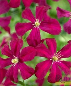 Roots Plants Clematis Viticella 'Madame Julia Corevon'| On A 90cm Cane In A 3L Pot 4 Roots Plants Clematis Viticella 'Madame Julia Corevon'| On A 90cm Cane In A 3L Pot